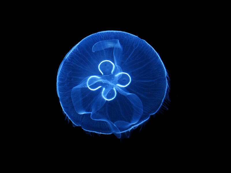 Cette méduse Aurelia aurita a servi de modèle pour concevoir le robot subaquatique Robojelly. © Hans Hillewaert, Wikimedia Commons, CC by-sa 3.0