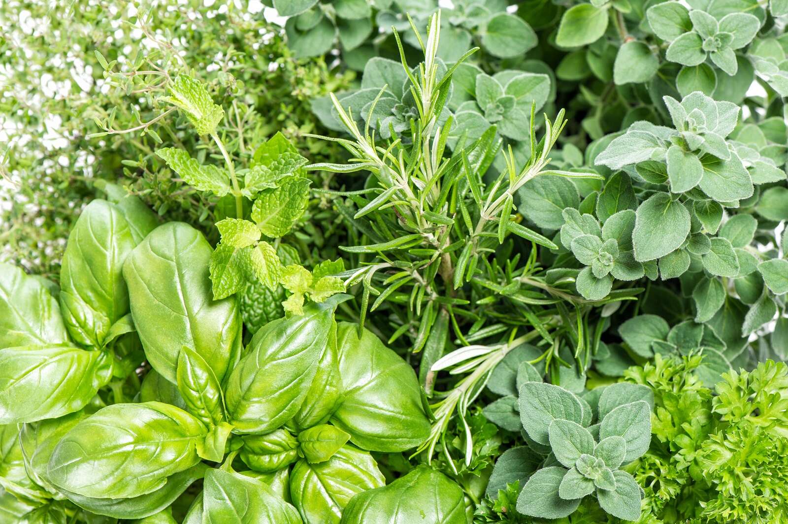 D couvrez Les 8 Plantes Aromatiques Planter Au Soleil