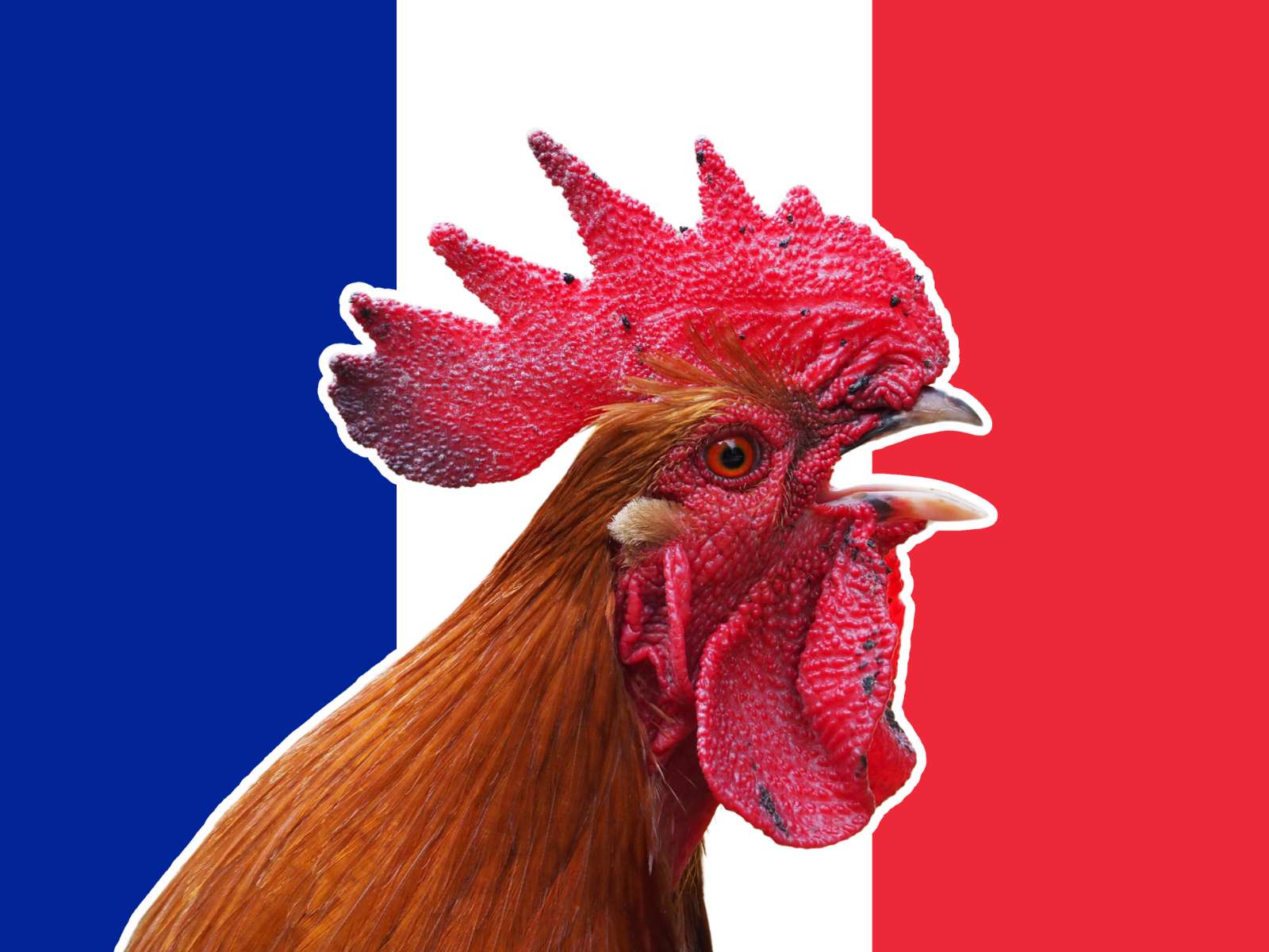 Le coq fr top