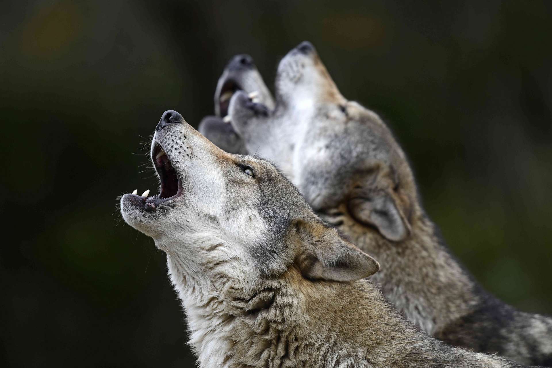 Le nombre de loups a baissé pour la première fois depuis son
