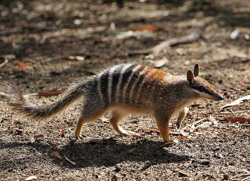 Définition Numbat Fourmilier marsupial Myrmécobie à bandes