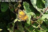 Le déclin des papillons démontre celui de la biodiversité Le déclin des papillons démontre celui de la biodiversité