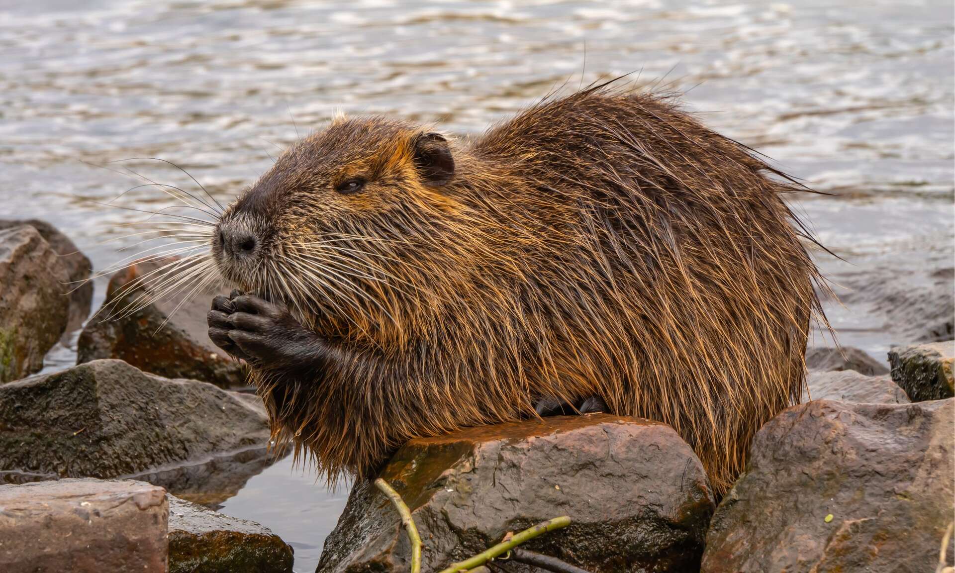 Pourquoi le ragondin est-il un rongeur nuisible