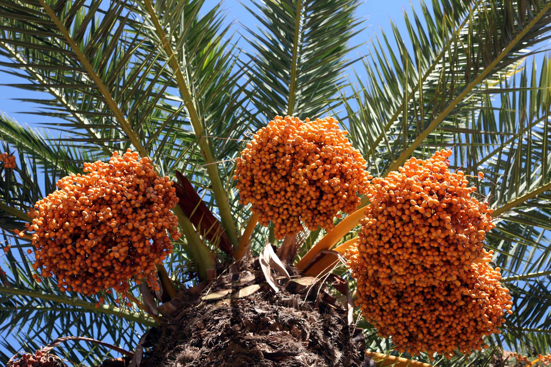 palmier-dattier