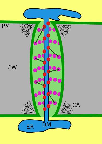 Schéma structurel d’un plasmodesme. Le plasmodesme traverse les parois cellulaires (CW) et relie les membranes (PM). Un desmotube (DM) reliant deux réticulums lisses (ER) contrôle le passage des molécules. © Smartse, Wikimédia CC by-sa 3.0