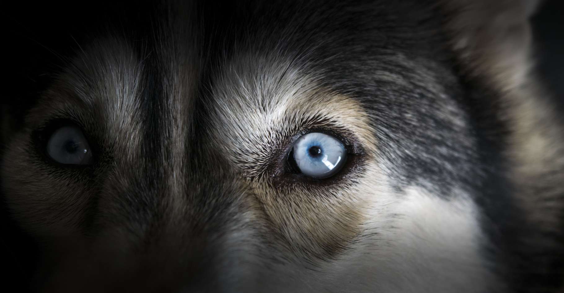 Comment les chiens voientils le monde