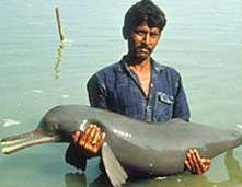 Les dauphins de rivière vont-ils tous disparaître ? Crédits : WDCSUn plataniste du Gange