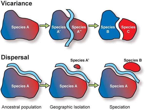 La première ligne présente le principe de la vicariance. Une population (ancestral population) d'une espèce donnée (Species A) est divisée par une barrière (Geographical isolation). Les échanges de gènes sont interrompus entre les deux groupes (Species A' et A''). Ils vont alors évoluer indépendamment l'un de l'autre au point de donner naissance à de nouvelles espèces (Species B et C). Dans le cas de la dispersion (ligne du bas), un groupe d'individus s'isole (Species A') de la population de base, par exemple en franchissant un obstacle, et va finir par former une nouvelle espèce au cours de l'évolution (Species B). © Geosociety.org