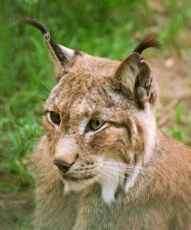 Après les loups, la Norvège décime ses lynx Après les loups, la Norvège décime ses lynx