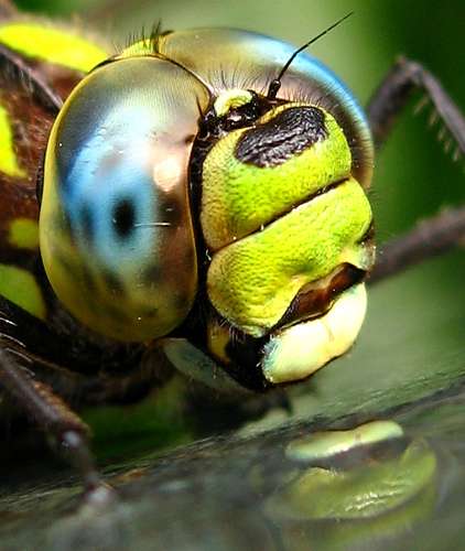 Les derniers instants d’une libellule, juste avant le parebrise et le pipeline métagénomique. © Timitalia CC by