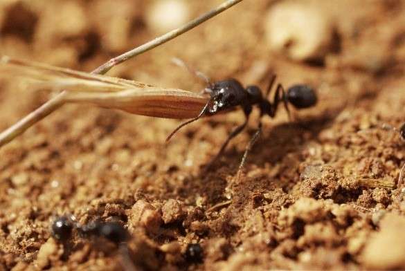 Les fourmis seraient d'utiles alliées pour restaurer les prairies desséchées