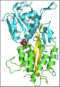 VIH : une nouvelle protéine efficace contre le virus du Sida La protéine HBPB pourrait permettre la mise en place de nouveaux traitements contre le VIH. © Université de Strasbourg