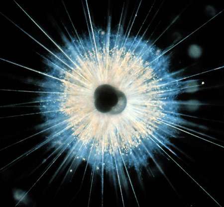 Un foraminifère, minuscule coquillage qui enregistre dans sa coquille le niveau de la mer. Crédit : Howard Spero, UC Davis/NSF
