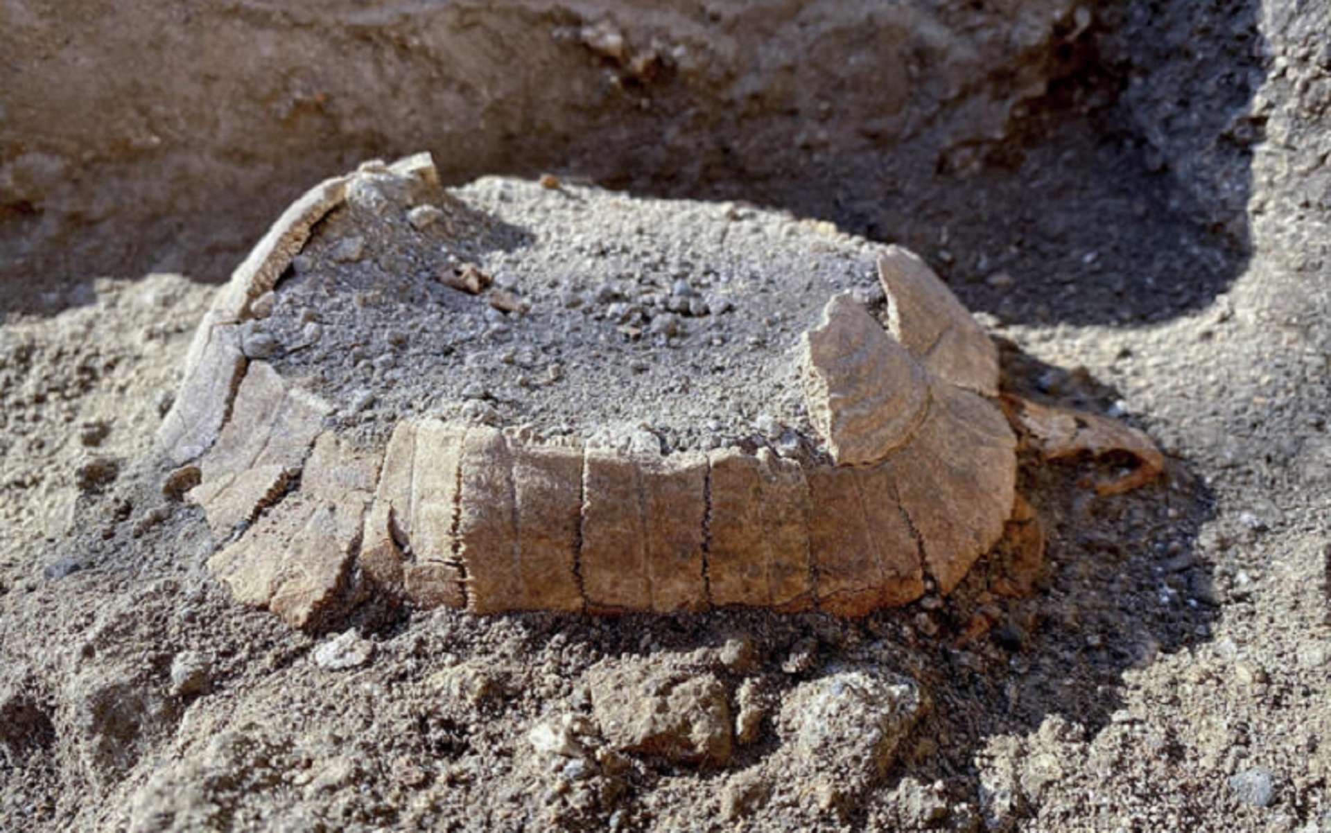 La carapace de la tortue terrestre découverte à Pompéi est presque intacte. © Ciro Fusco ANSA