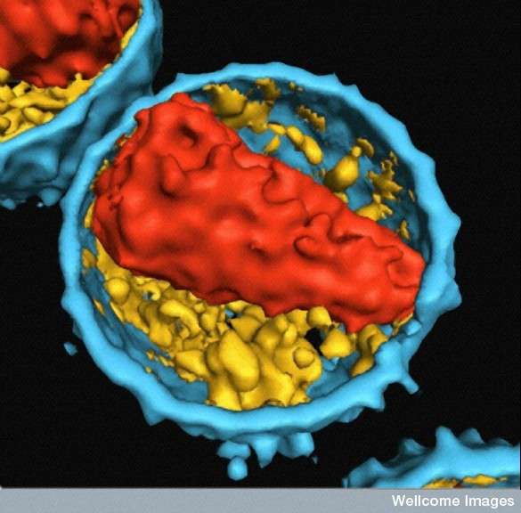 Le VIS ressemble beaucoup au VIH, ici représenté. Ils appartiennent tous les deux à la famille des rétrovirus, c'est-à-dire qu'ils sont des virus à ARN (ici retrouvé dans la capside, en rouge). © Wellcome Images, Flickr, cc by nc nd 2.0