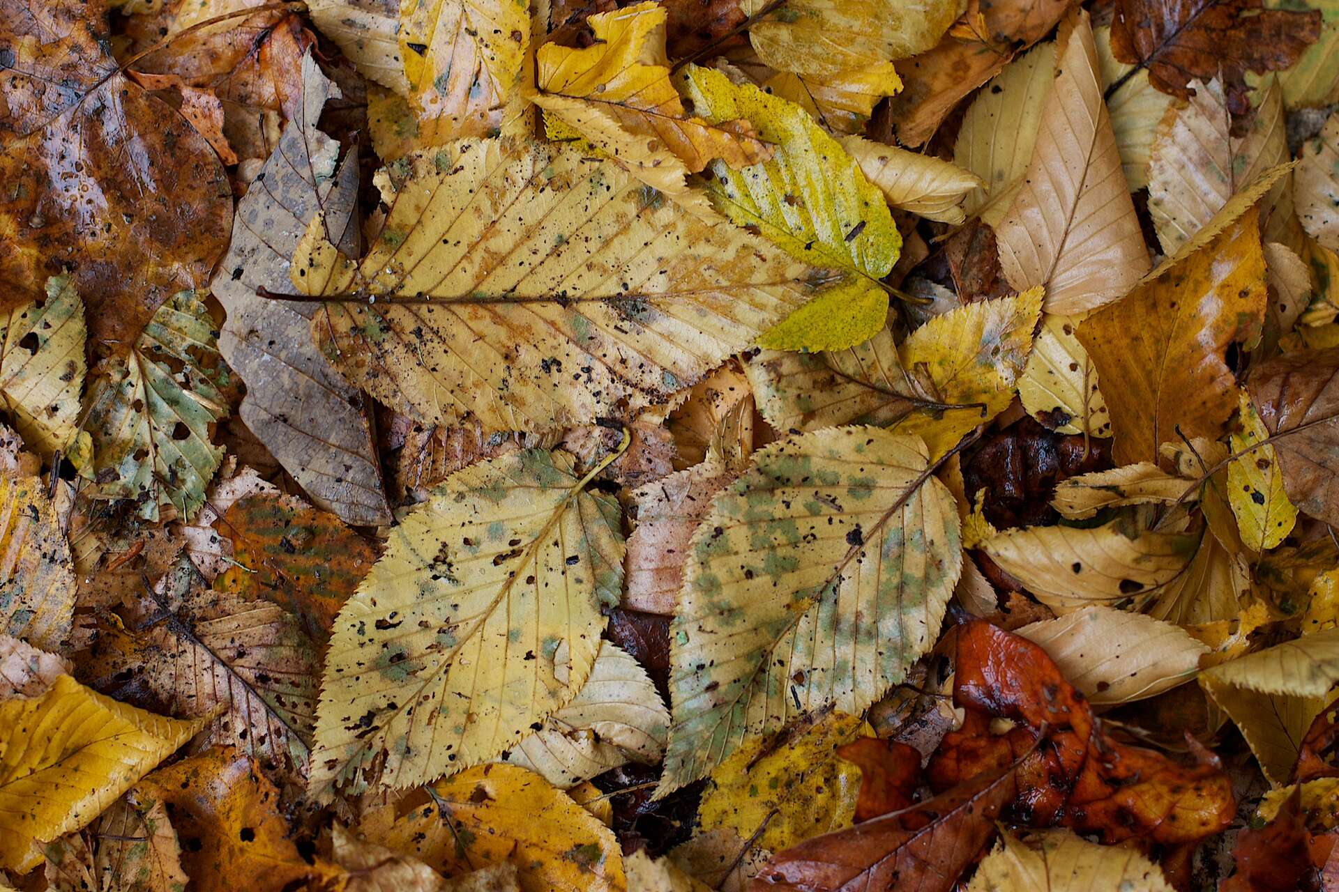 ebd94cc144_50244448_litiere-forestiere-feuilles-mortes.jpg