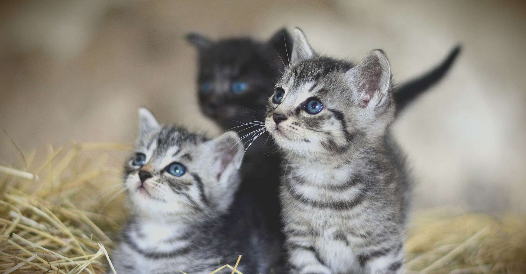 Jeu Mathematique Chaton Male Ou Femelle Quelle Probabilite