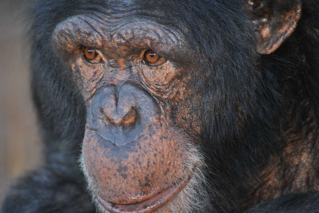 Les chimpanzés seraient nos plus proches cousins hominidés. Nous partageons en effet 98,7 % de notre ADN et de nombreux comportements comme le rire, la médiation sociale et, fait dernièrement connu, la crise de milieu de vie. © AfrikaForce, Flickr, cc by 2.0