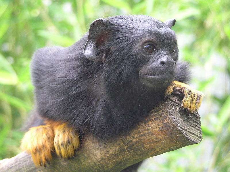 Définition  Tamarin - Singe-écureuil - Saguinus