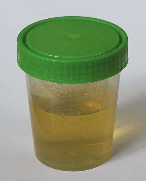 Chaque jour, en moyenne, un individu sans pathologie sécrète environ 1L d'urine. De quoi créer pas mal de cellules du cerveau ! © Polarlys, Wikipédia, cc by sa 3.0