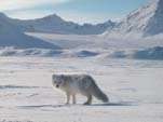 Renard polaire et réchauffement climatique : voyage dans le temps Renard polaireCrédits : IFREMER