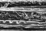 Comme le métal, le bois peut "fondre" et se souder Photo : © INRA / C. RoseDétail de fibres de bois intactes insérant une fibre dont la paroi a fondu, vu en microscopie électronique à balayage.