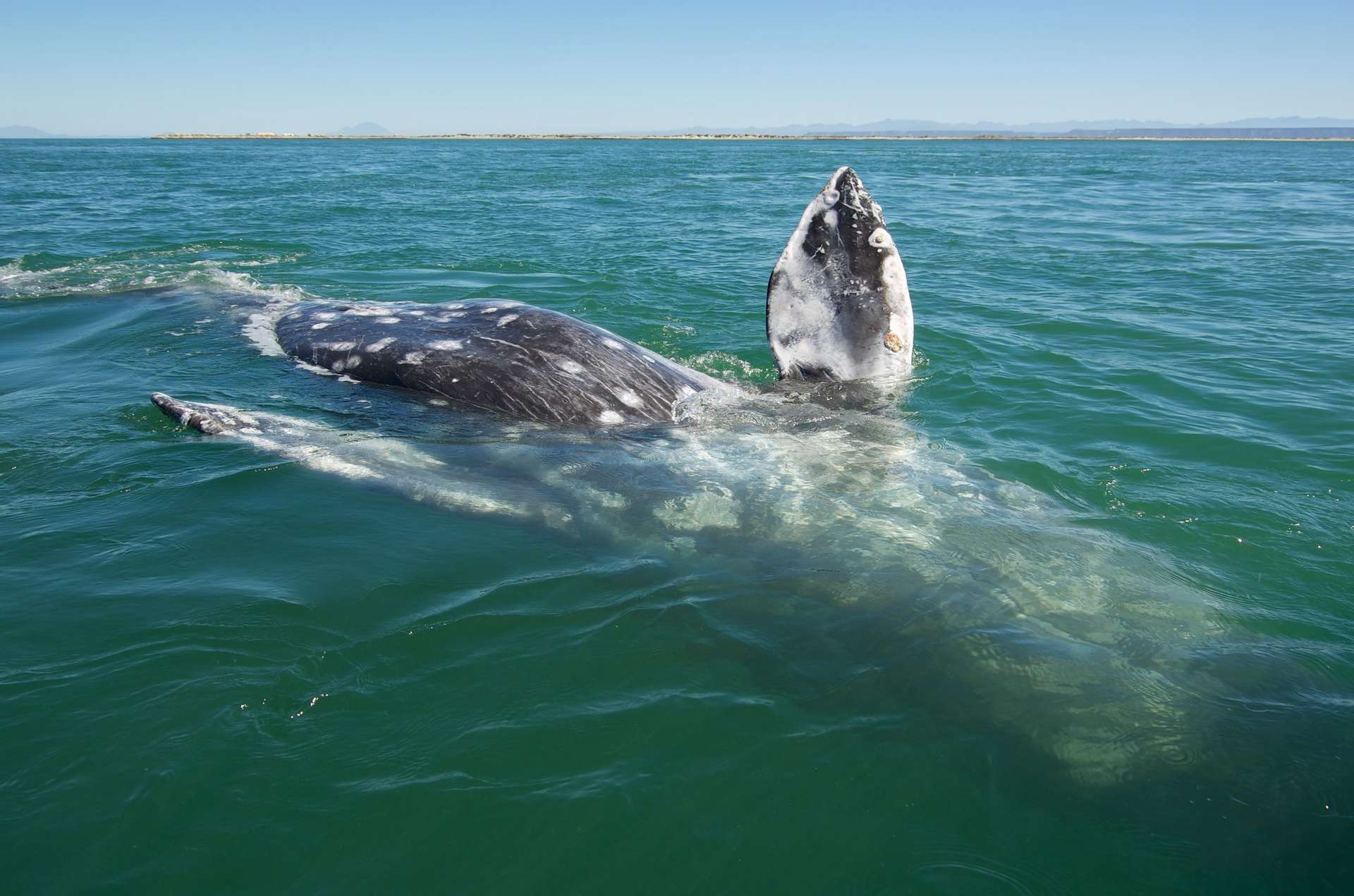 La baleine grise ne parcoure généralement pas plus de 8.000 km lors de ses migrations. © Robert Nunn, Flickr