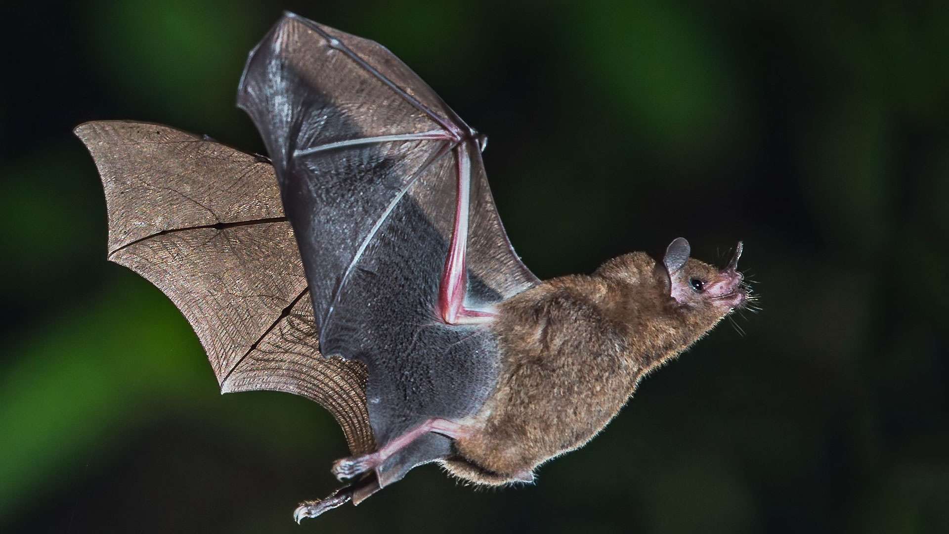 La Chauve souris Championne De L orientation Photos Futura