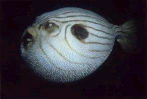 Un fugu ou poisson-globeCrédit : http://www.borderink.com
