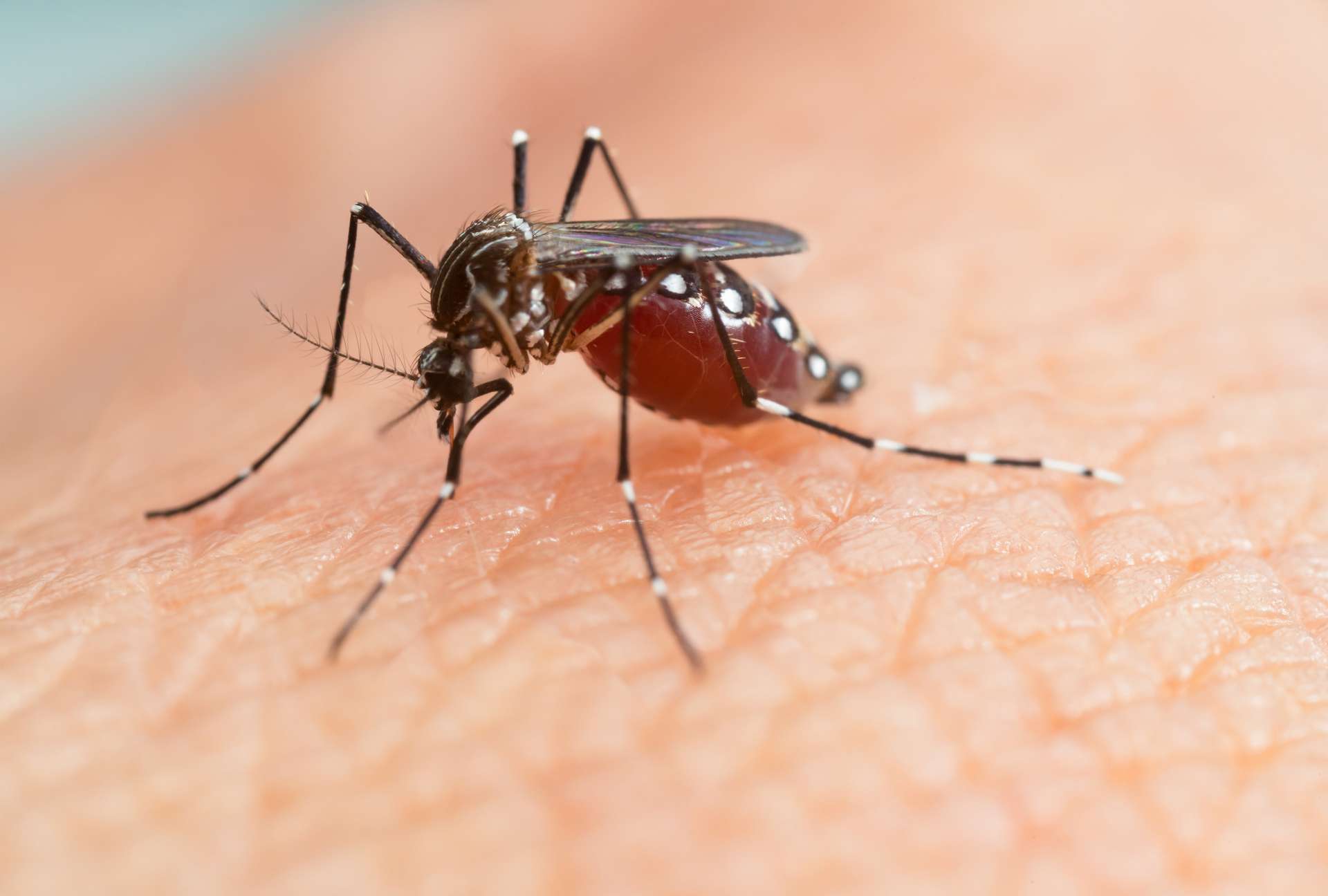 The menacing tiger mosquito is expanding its territory