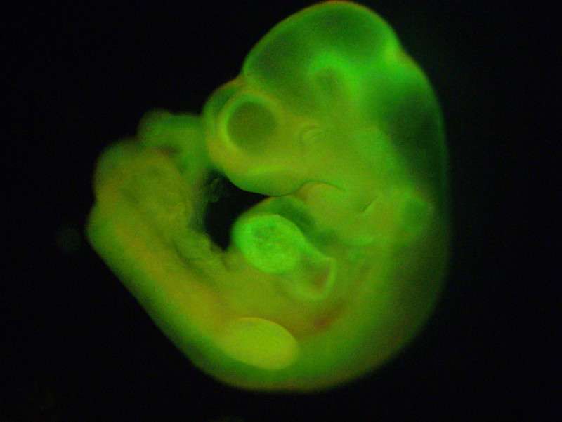 Les cellules souches induites par un stress, ou STAP (pour stimulus-triggered acquisition of pluripotency, en anglais) sont en cœur d’une polémique. La chercheuse à l’origine de leur découverte, Haruko Obokata, doit justifier de la validité de certaines figures et démontrer que ses résultats sont vrais. Sur cette image, on peut observer un embryon de souris obtenu à partir d’une STAP fluorescente. © Haruko Obokata, Nature