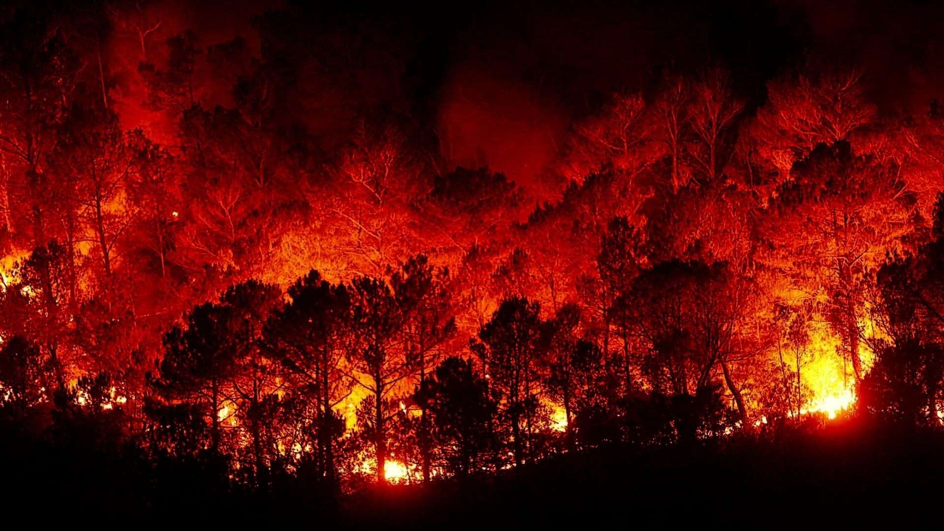 700 hectares ont été brûlés entre jeudi et vendredi. © Canva