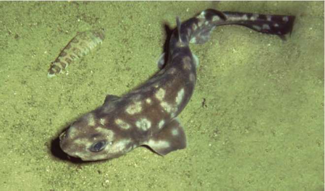 Comme les autres poissons chondrichtyens, qui comprennent les raies et les requins, les roussettes ont un squelette cartilagineux. © McCosker et al. 2012, ZooTaxa