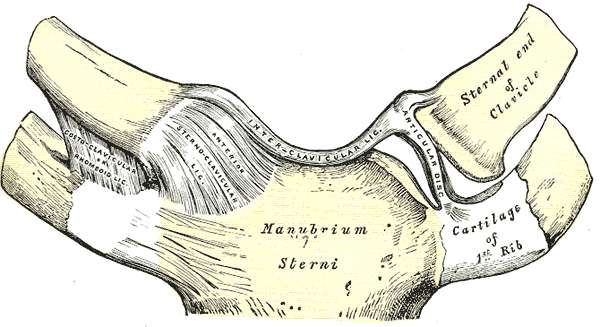 L'articulation sterno-claviculaire et l'insertion de la première côte. © DR