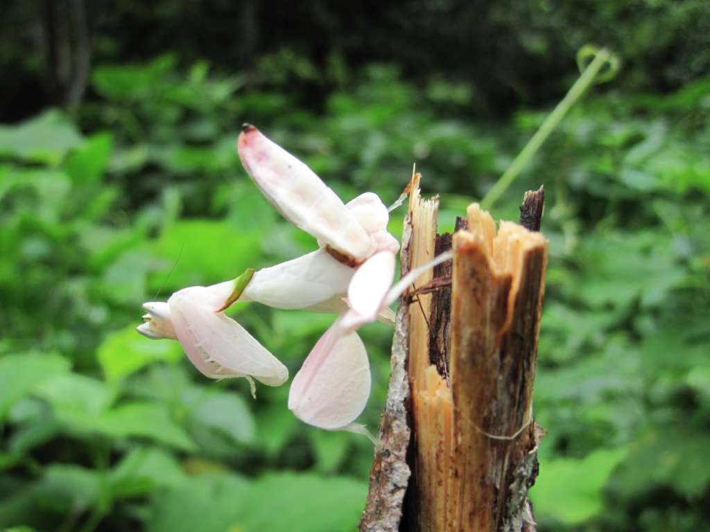Les deux pattes antérieures de la mante orchidée, dites ravisseuses, constituent de redoutables armes destinées à la capture des proies. © James O'Hanlon, université Macquarie