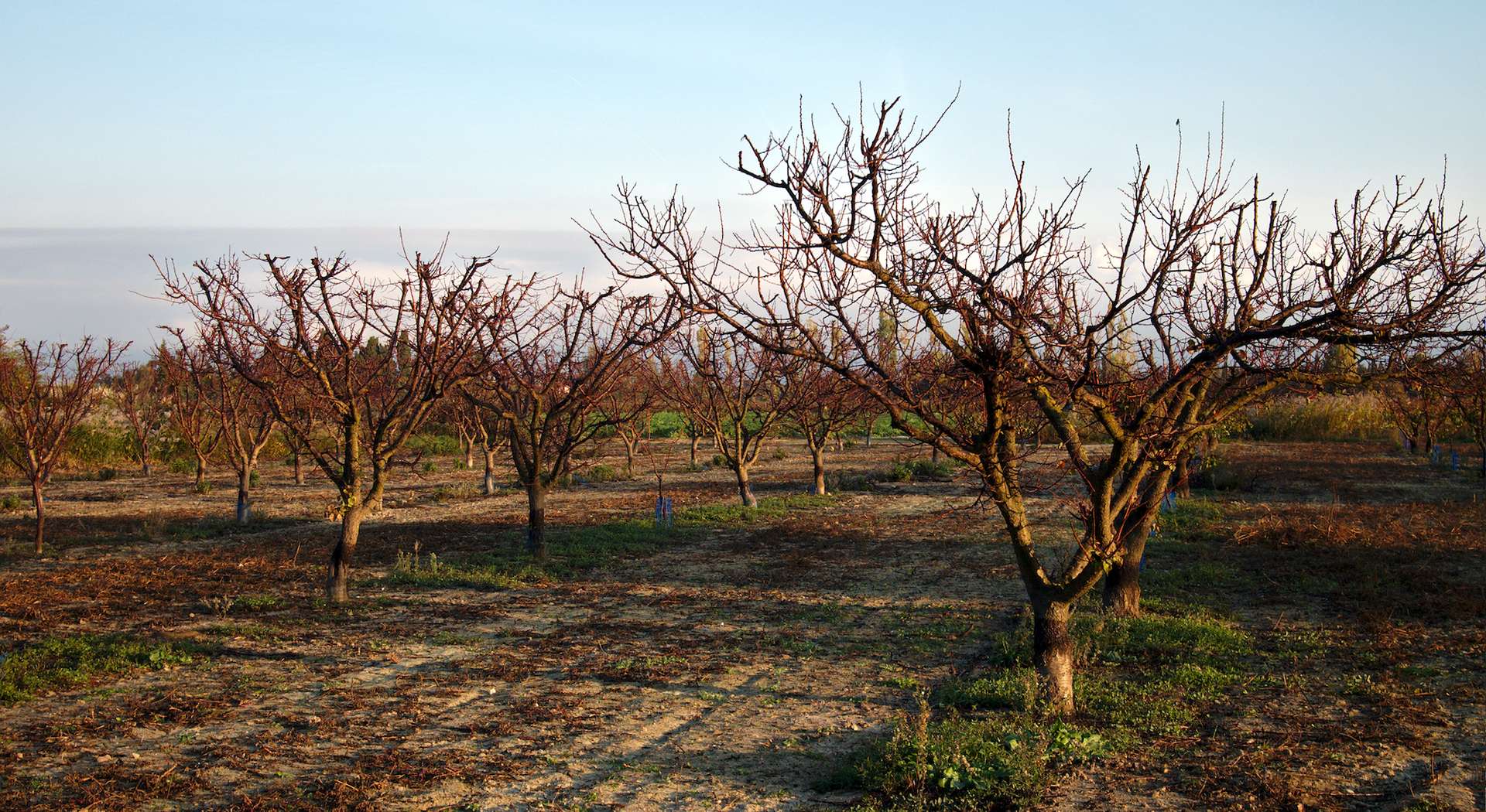 Jardin fautil traiter les arbres fruitiers en hiver — free download