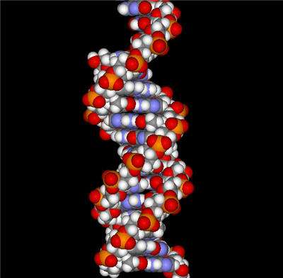 La molécule d'ADN (Crédit : Accelerys).