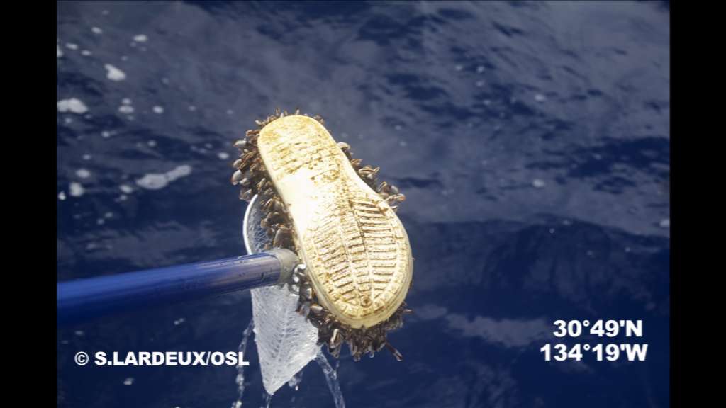 L'expédition 7e continent souhaitait rapporter des preuves visuelles de la pollution au plastique des océans, en voici une. Il n'existe pas à proprement parler de continent de plastique, mais les gyres accumulent et dégradent les macrodéchets. On peut observer dix macrodéchets défiler toutes les heures, sur seulement 150 m de long. © Soizic Lardeux, OSL