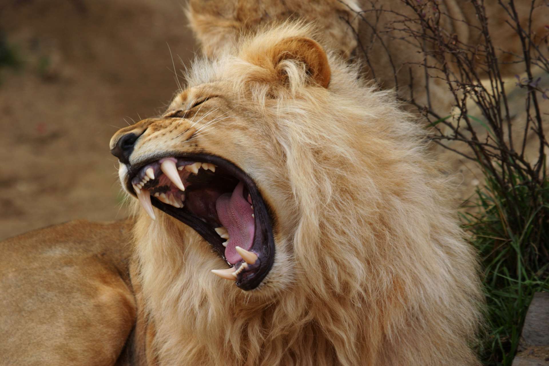 Betes De Science Les Baillements Des Lions Veulent Dire Quelque Chose