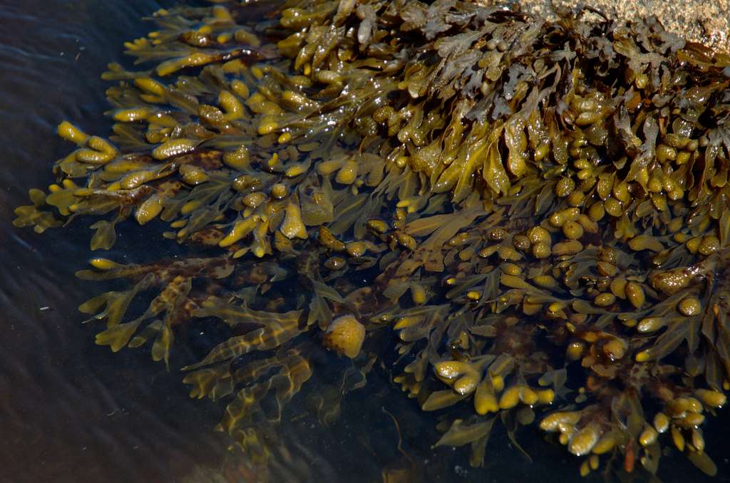 Sur des fonds durs, l'étage médiolittoral est principalement marqué par la présence d’algues brunes de type Fucus. © dinilu, Flickr, CC by-nc-sa 2.0
