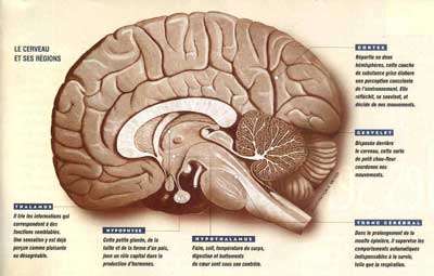 Tumeur au cerveau : des cellules souches pointées du doigt !