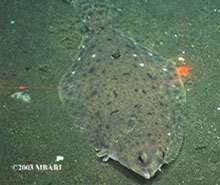 L'océan comme si vous y étiez Crédits : MBARI http://www.mbnms-simon.org/