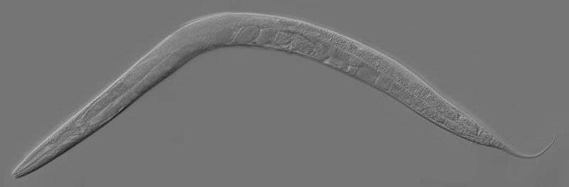 Définition Caenorhabditis elegans