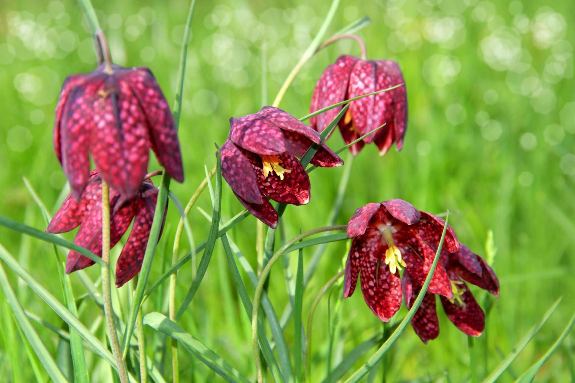 Что такое рябчики. Рябчик русский Fritillaria ruthenica Wikstr.. Рябчик шахматный растение. Рябчик иглолепестный. Рябчик Луговой цветок.