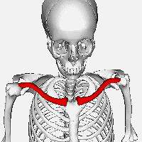 Clavicule La clavicule est un os long en forme de S. © DBCLS, Wikimedia, CC by-sa 2.1