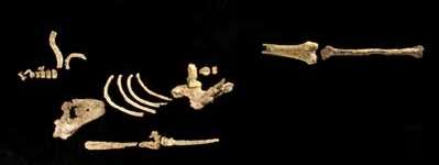 Le squelette de Kadanuumuu, représentant de l'espèce Australopithecus afarensis, comprend deux membres, une jambe et un bras, ainsi qu'une partie du bassin, une épaule et des côtes. © Yohannes Haile-Selassie