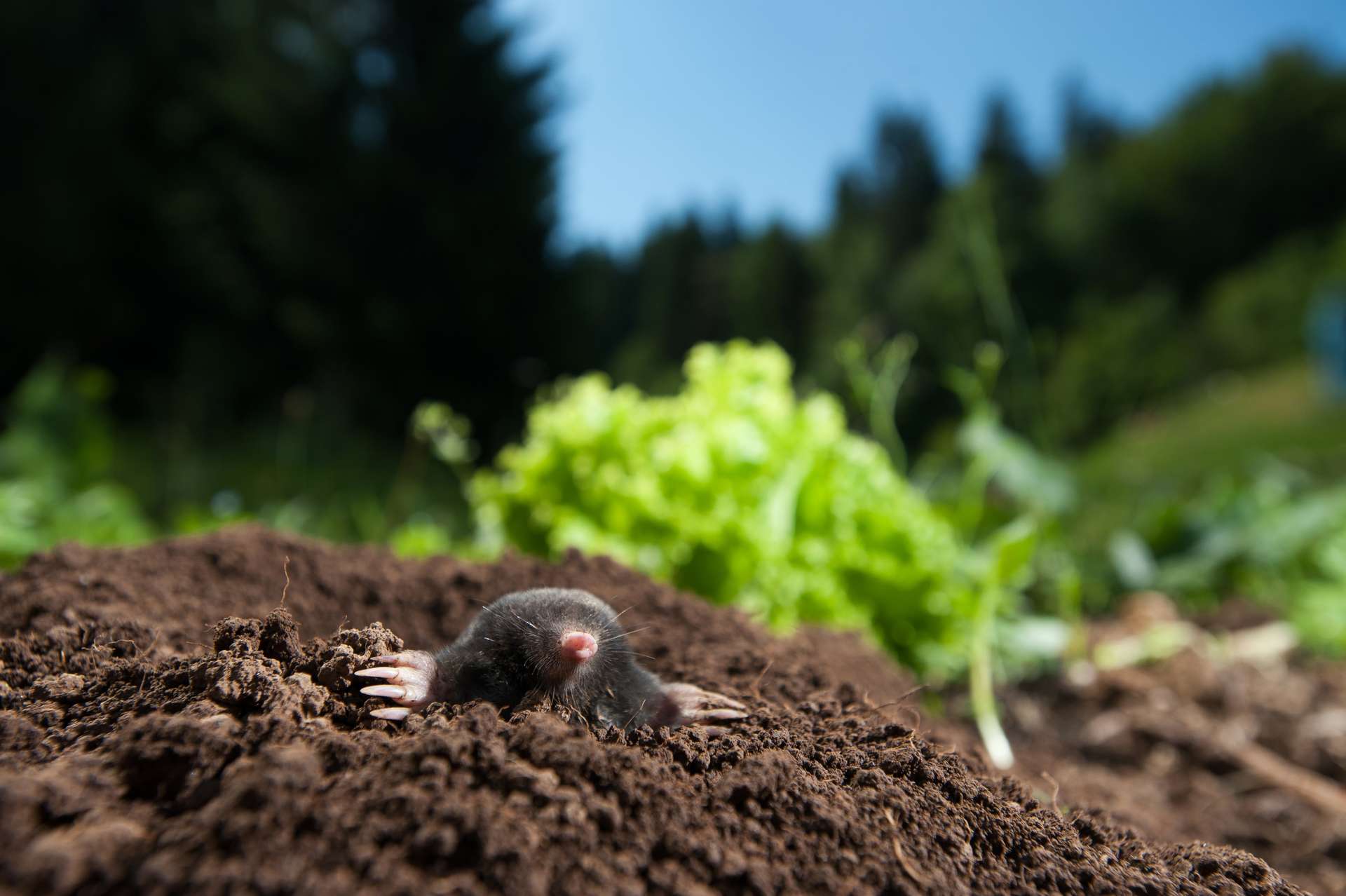 Pourquoi Les Taupes Femelles Ne Sont Elles Pas De Vraies Femelles