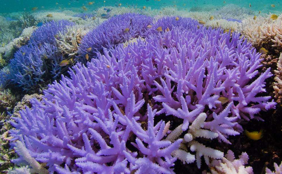 Les coraux deviennent parfois fluorescents pour se protéger de la lumière interne trop intense lors du blanchissement. © Richard Vevers/The Ocean Agency/XL Catlin Seaview Survey