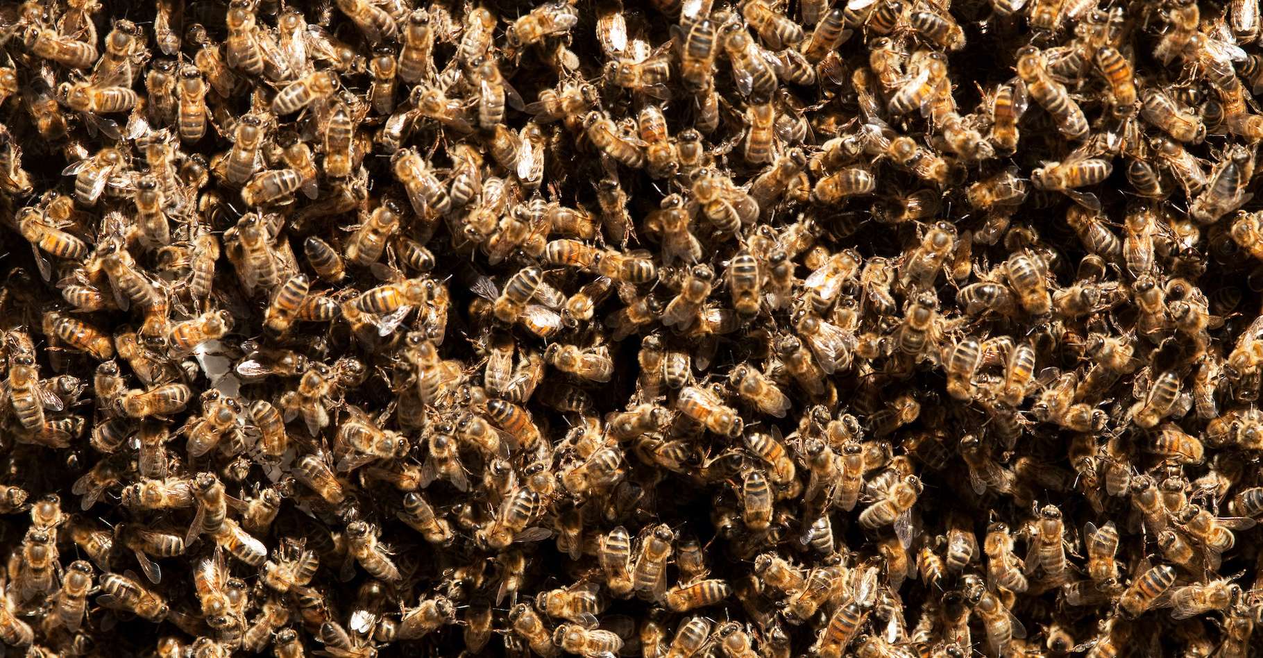 Deze AI communiceert met bijen, wat wetenschappers zorgen baart