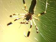 Le fil d'araignée ou l'arme de la biotechnologie